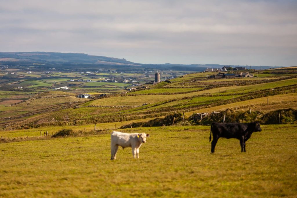 AKphoto (117) Cows grazing on lush green hills in the Irish countryside with a distant view of a quaint village and tower.