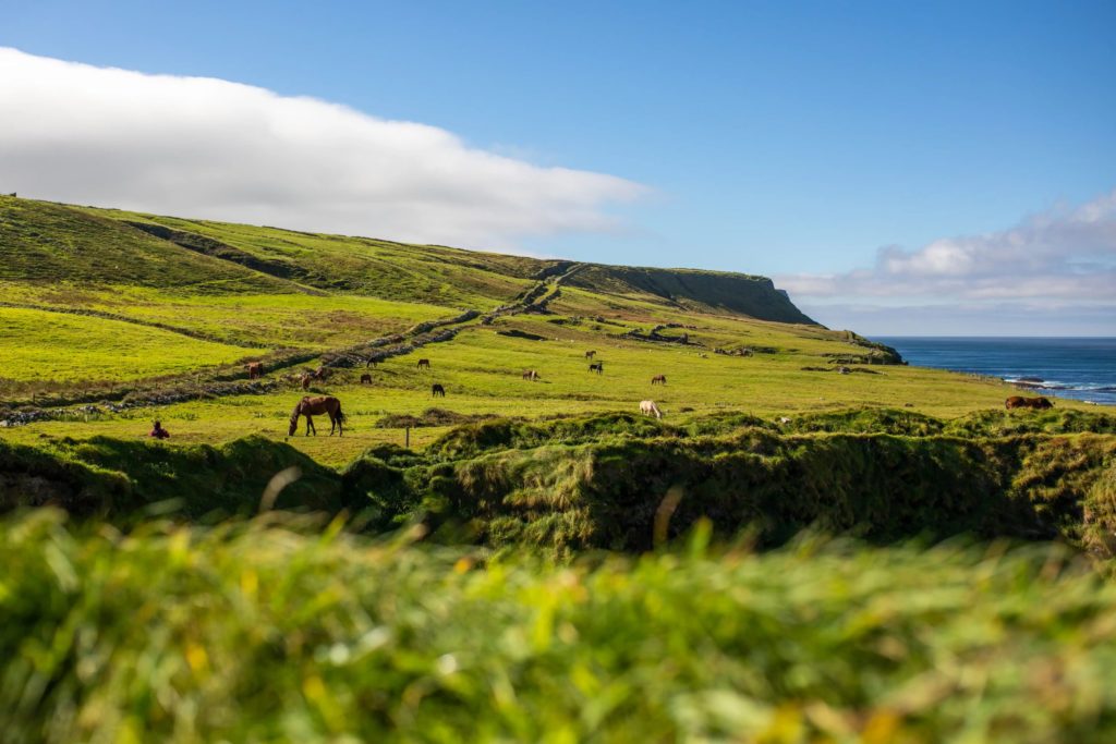 AKphoto (72) Rolling green Irish cliffs with grazing horses near the sea under a bright blue sky.
