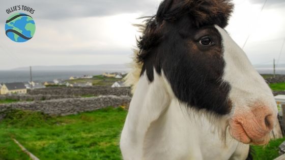 a brown and white cow standing on top of a grass covered field