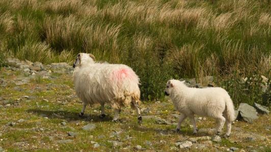 a couple of sheep standing on top of a lush green field