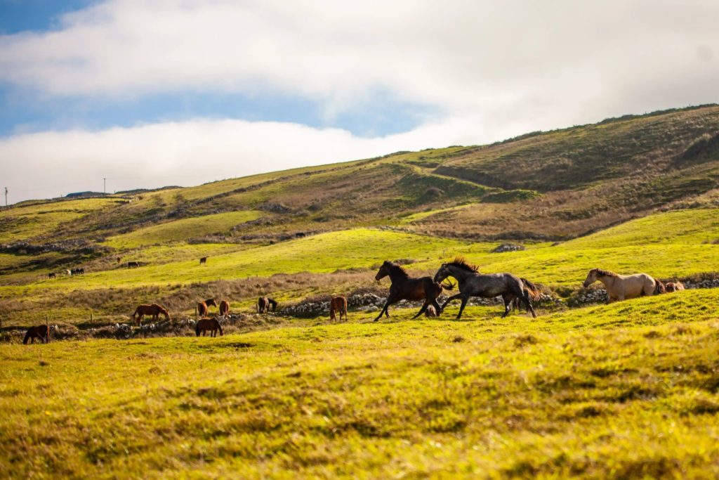 Wild horses running through a sunny green field beneath a blue sky in the countryside.